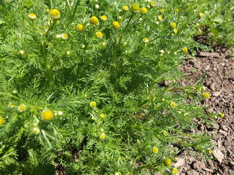 Wild Chamomile Seeds — Ravensong Seeds & Herbals