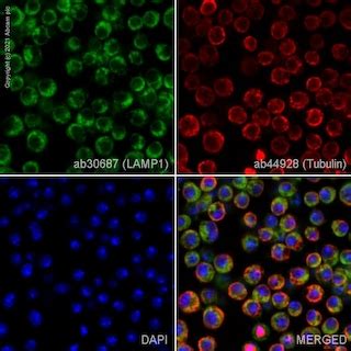 Anti-LAMP1 antibody - Lysosome Marker (ab30687) | Abcam