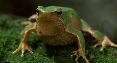 Frog GIF - Find & Share on GIPHY