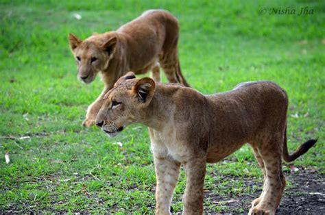 Wildlife in Mauritius | wildlife nature | mauritius | lemonicks