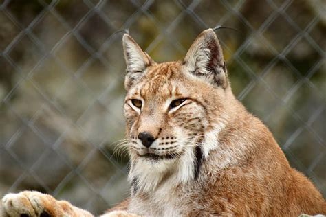 Bobcats As Pets (Do Bobcats Make Good Pets?) - Floofmania