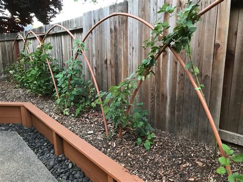 Backyard blackberry espalier. | Berry garden, Veggie garden, Blackberry ...