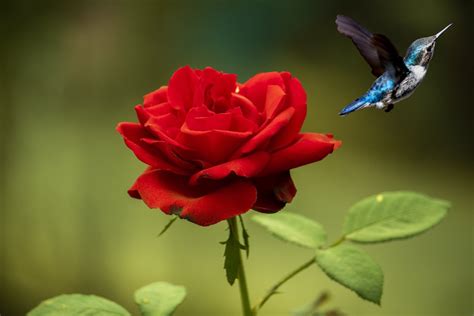 Do Hummingbirds Like Roses? The Long-Awaited Truth About These 2 Wonders Of Nature ...