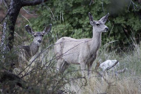 Two Mule Deer at Guadalupe Mountains National park | Smithsonian Photo Contest | Smithsonian ...