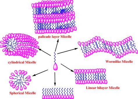 Fig1.1. 6: Types of micelle (Red for head and blue for tail) | Download Scientific Diagram