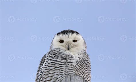 Snowy Owl on Pole 5902723 Stock Photo at Vecteezy