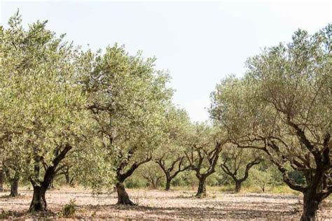 Olive Tree (Olea europaea): How to Grow and Care with Success