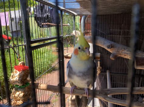 How To Keep Cockatiels Clean & Well Groomed - CaringForFeathers