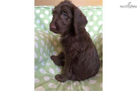 Weimardoodle for sale | Puppies, Pup, Puppy love