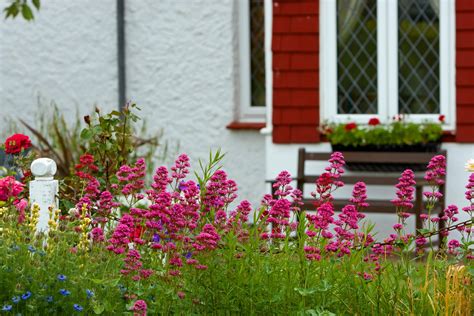 Flowers In Cottage Garden Free Stock Photo - Public Domain Pictures