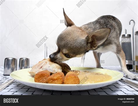 Chihuahua Eating Food Image & Photo (Free Trial) | Bigstock