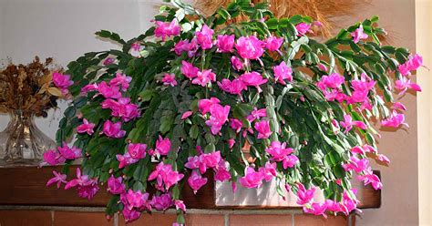 How to Make Your Christmas Cactus Bloom Beautifully This Season