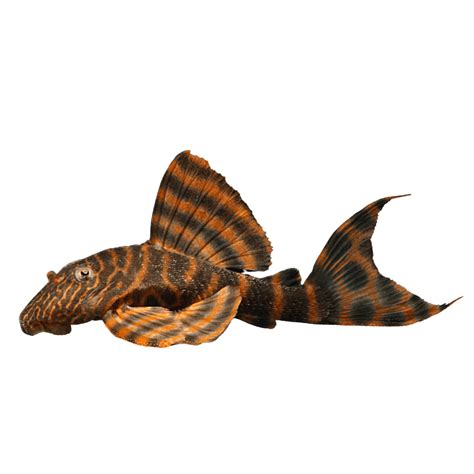 L397 Pleco Tiger 4cm – Aura Aquarium