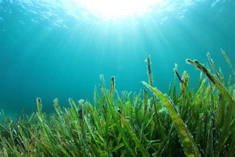 What is Seaweed? Everything You Need to Know - American Oceans