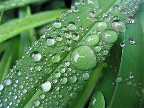 Raindrops on leaf Free Photo Download | FreeImages