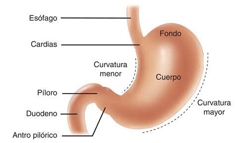 Puntos de referencia anatómica del estómago - Homo medicus