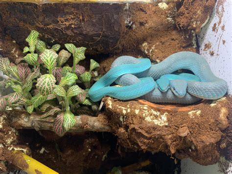 Feeling blue ?? 1.1 Trimeresurus insularis : r/snakes