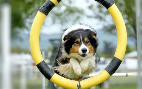 Dog Agility: Dog Breeds and Training Process