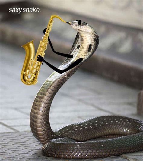 People Are Doodling On Snake Pics And The New Scenarios Are Hilarious ...