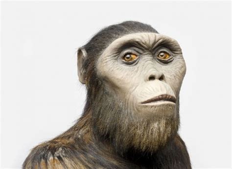 Lucy Australopithecus Afarensis Facts | ekbooks.org