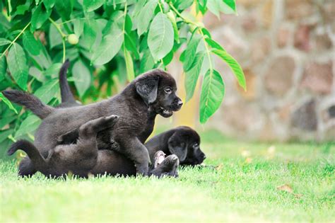 Puppy Play: An Essential Part of Puppy Class for a Well-Rounded Dog