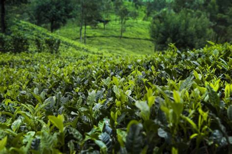 Ceylon tea plantation Stock Photos, Royalty Free Ceylon tea plantation ...