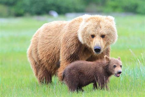 Brown Bears of Kodiak Alaska wildlife holiday | North America group ...