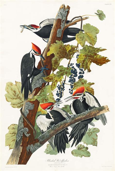 Pileated Woodpecker from Birds of America… | Free public domain illustration