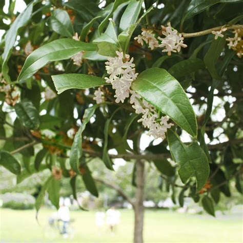 Tea Olive Tree overview | Olive tree, Olive trees landscape, Fragrant ...