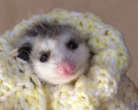 Opossum Are Minnesota's Only Marsupial- And They Eat Ticks!