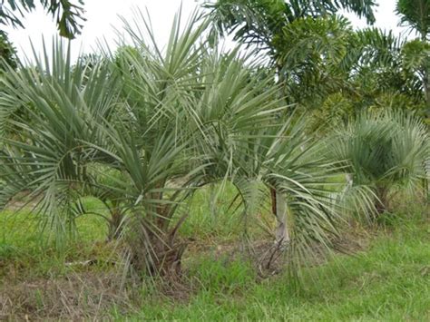 Pindo Palm | Butia Capitata | Palmco - Wholesale Palms, Florida