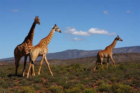 Sanbona Wildlife Reserve - cometocapetown.com