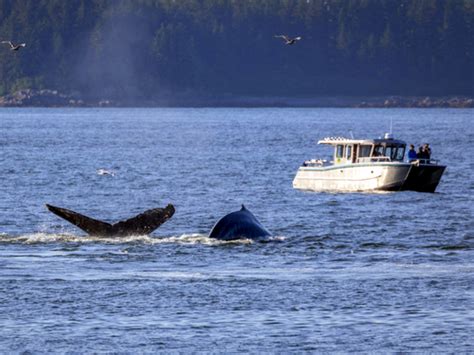 Icy Strait Whale Watching Excursion - Icy Strait Excursions