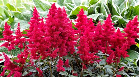 19 Different Types of Beautiful Astilbe Varieties