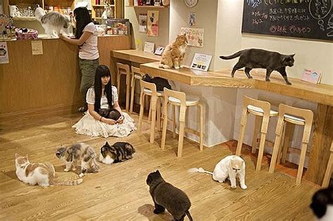 Family Farm Seaside Guide by Freyashawk: Cat Cafe Quest and Colourful ...