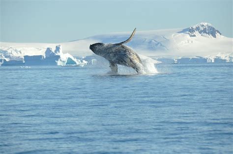 Have you ever seen a whale jump? For many people this is on their ...