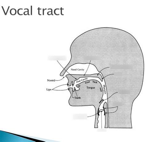 Vocal Tract Diagram 1 Diagram | Quizlet