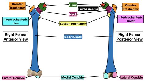 Femur Bone Anatomy: Labeled Diagram, Quiz, Color-Coded Parts, Skeletal System Lower Extremity ...