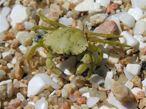 European Green Crab – Invasive Species Centre