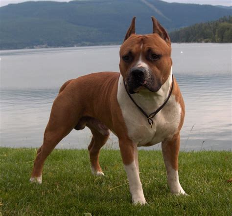 Staffordshire Bull Terrier Breed Guide - Learn about the Staffordshire ...