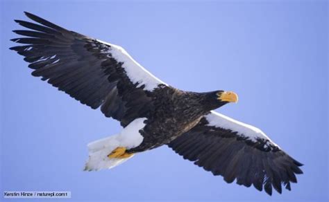 Sea eagle - Alchetron, The Free Social Encyclopedia