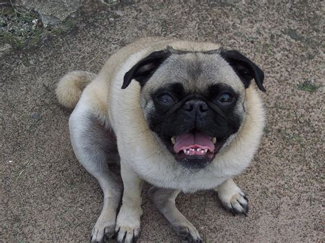 Fat Pug Photograph by Michael Bower