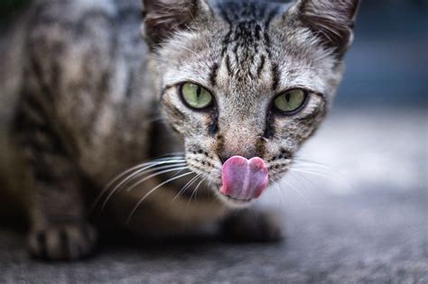 All About Your Cat’s Tongue