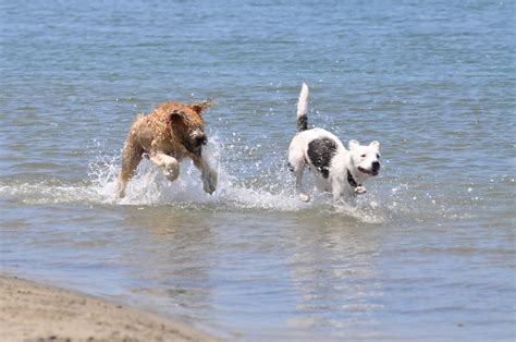 Dog Beach | Ocean Beach San Diego CA