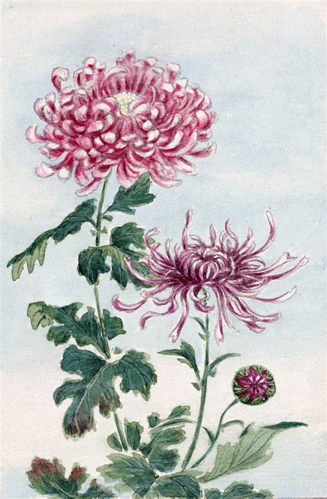 Chrysanthemum Flowers Japanese Art Free Stock Photo - Public Domain Pictures