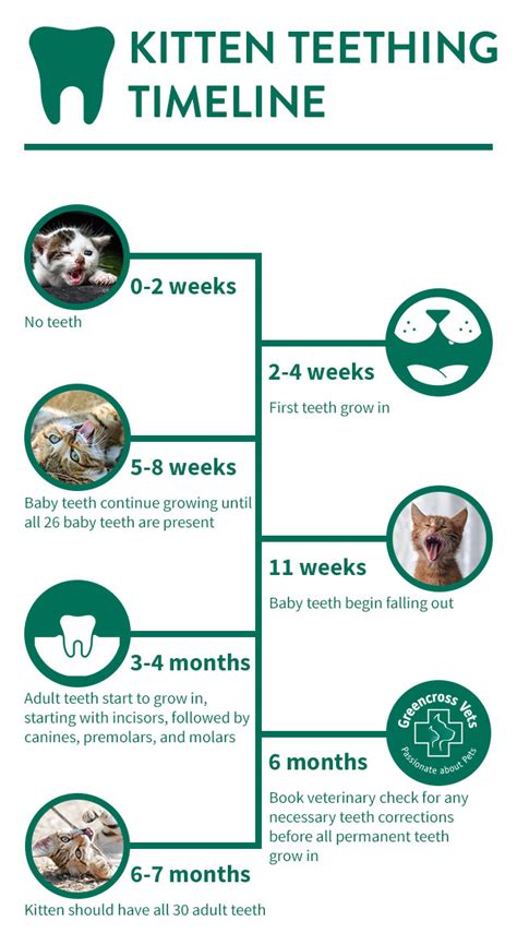 Kitten Teeth Age Chart