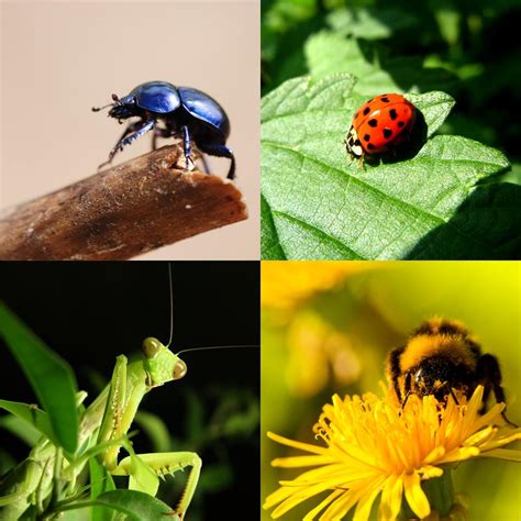 Insectos beneficiosos para tu jardín – Tecniver Jardineria