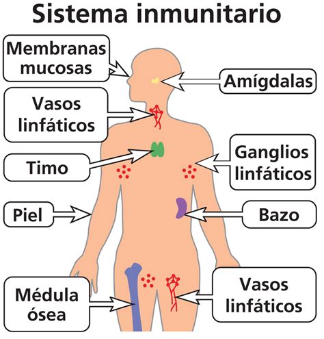 Sistema Inmunitario - Mind Map