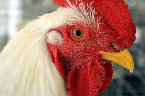 Rooster 2 Free Stock Photo - Public Domain Pictures