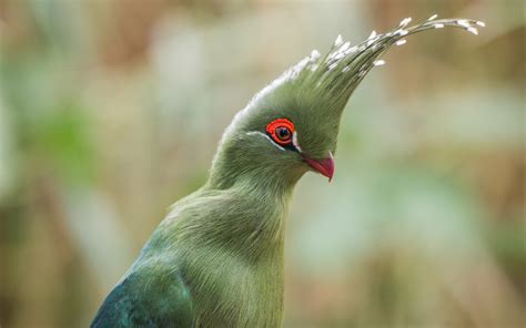 birds macro turaco Wallpapers HD / Desktop and Mobile Backgrounds